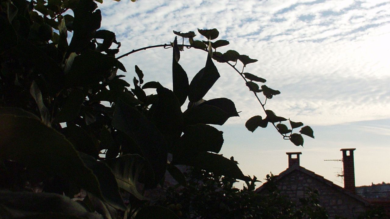 house house